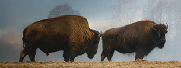 Two buffalo standing together in a field.
